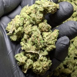 Blue Dream Sativa Dominant THCA Flower B Buds