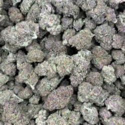 Tropicana Cookies THCA Flower (Sativa)