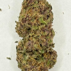 Tropicana Cookies THCA Flower (Sativa)