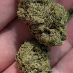 Wakanda THCA Flower (Greenhouse Sativa Dominant)