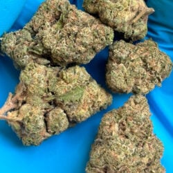 Ghost OG THCA Flower Indica dominant strain