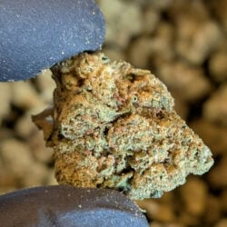 Obama Runtz THCA Flower Indica (Dominant)