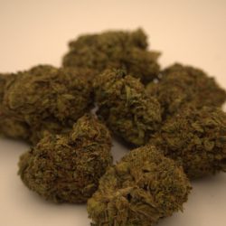 Tangerine Dreams THCA Flower (Sativa dominant)