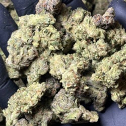 Glitter Bomb THCA Flower Sativa Dominant