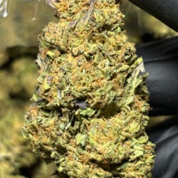 Modified Grapes THCA Flower Indica Dominant Hybrid