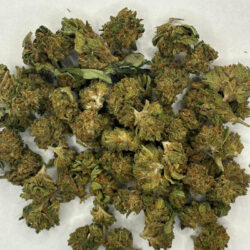 Banana Cake THCA Flower balanced hybrid B buds