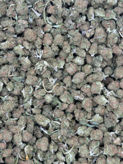 gelato 41 1lb