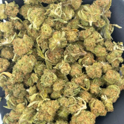 Gelato 41 THCA Flower Indica dominant Hybrid B buds