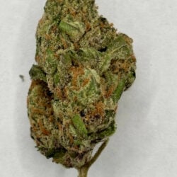 Unicorn Piss 50/50 Balanced THCA Flower