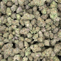 Unicorn Piss 50/50 Balanced THCA Flower