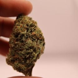 Alien Og Indica Dominant THCA Flower