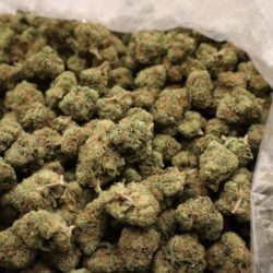 Green Crack Sativa Dominant THCA Flower