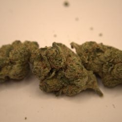 cheetah piss a buds 3g