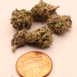 Alaskan Ice Sativa Dominant B buds THCA Flower