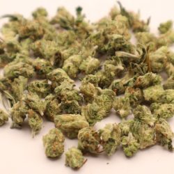 Pave Khalifa Indica Leaning Hybrid Micro Buds THCA Flower