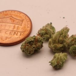 Pave Khalifa Indica Leaning Hybrid Micro Buds THCA Flower