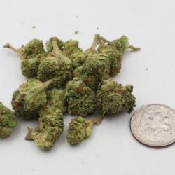 Ghost Train Sativa Dominant THCA Flower B buds