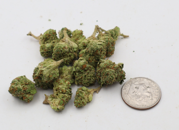 ghost train b buds 1