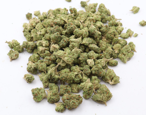 ghost train b buds 2