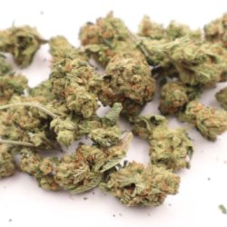 Jet Fuel Gelato Hybrid b buds THCA Flower