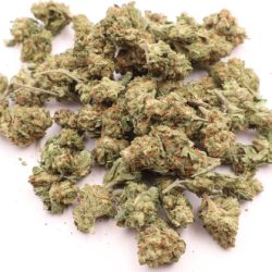 Jet Fuel Gelato Hybrid b buds THCA Flower