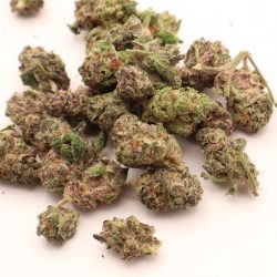 Jet Fuel Gelato Hybrid b buds THCA Flower