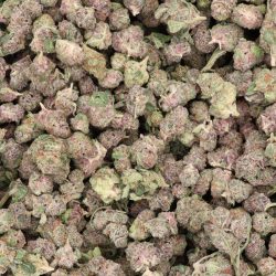 Jet Fuel Gelato Hybrid b buds THCA Flower