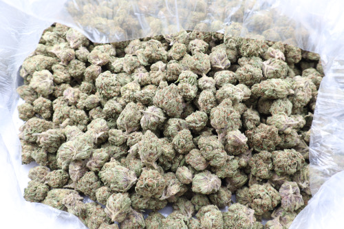 apple jacks bunch