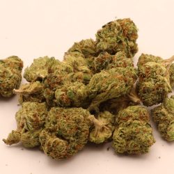 Girl Scout Cookies THCA Flower B Buds Balanced Hybrid