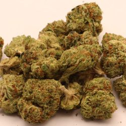 Girl Scout Cookies THCA Flower B Buds Balanced Hybrid
