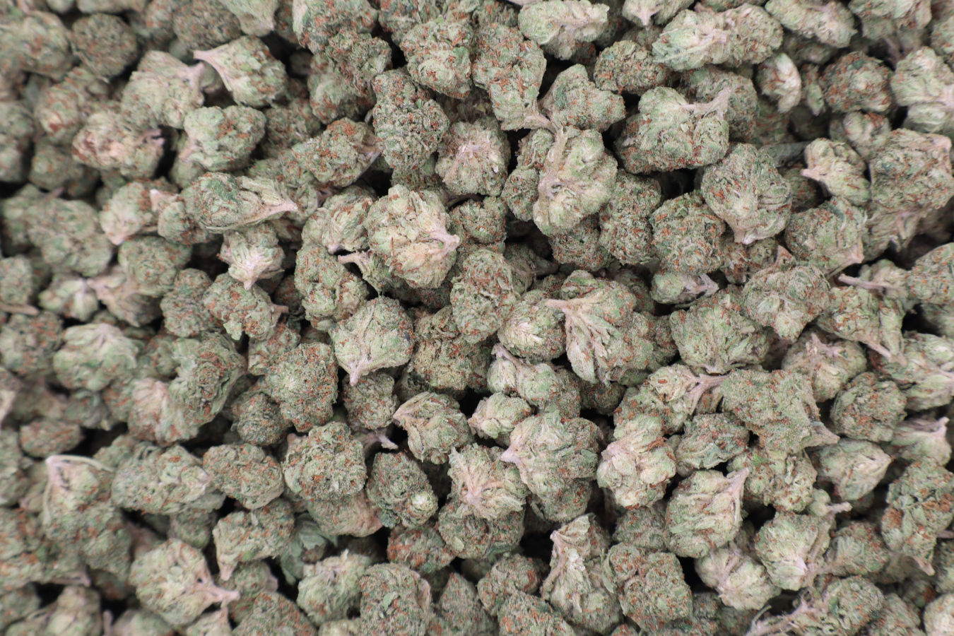 Girl Scout Cookies THCA Flower