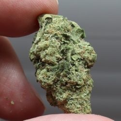 Jello Shots THCA Flower Sativa
