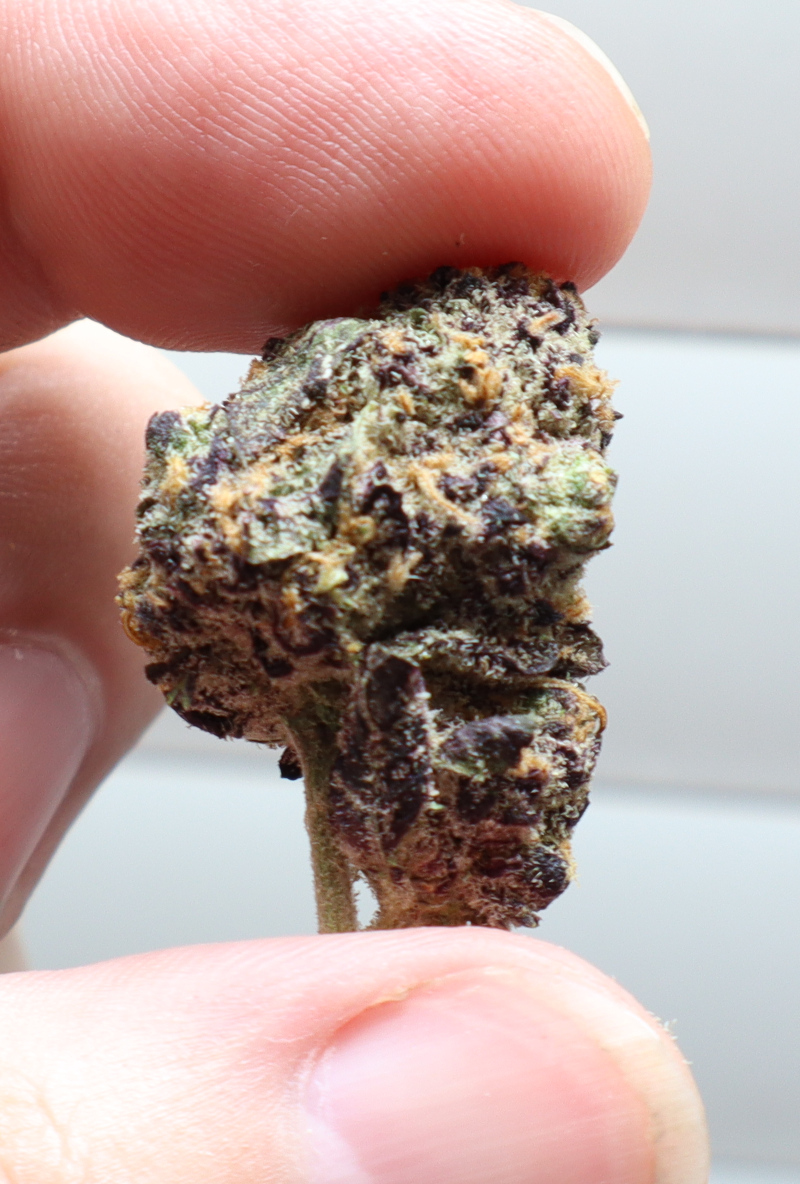 Reeses Pieces THCA Flower For Sale