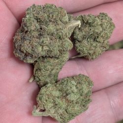 Captain Crunch (Crunch Berries) Indica Dominant
